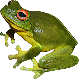 Australian Red-Eyed